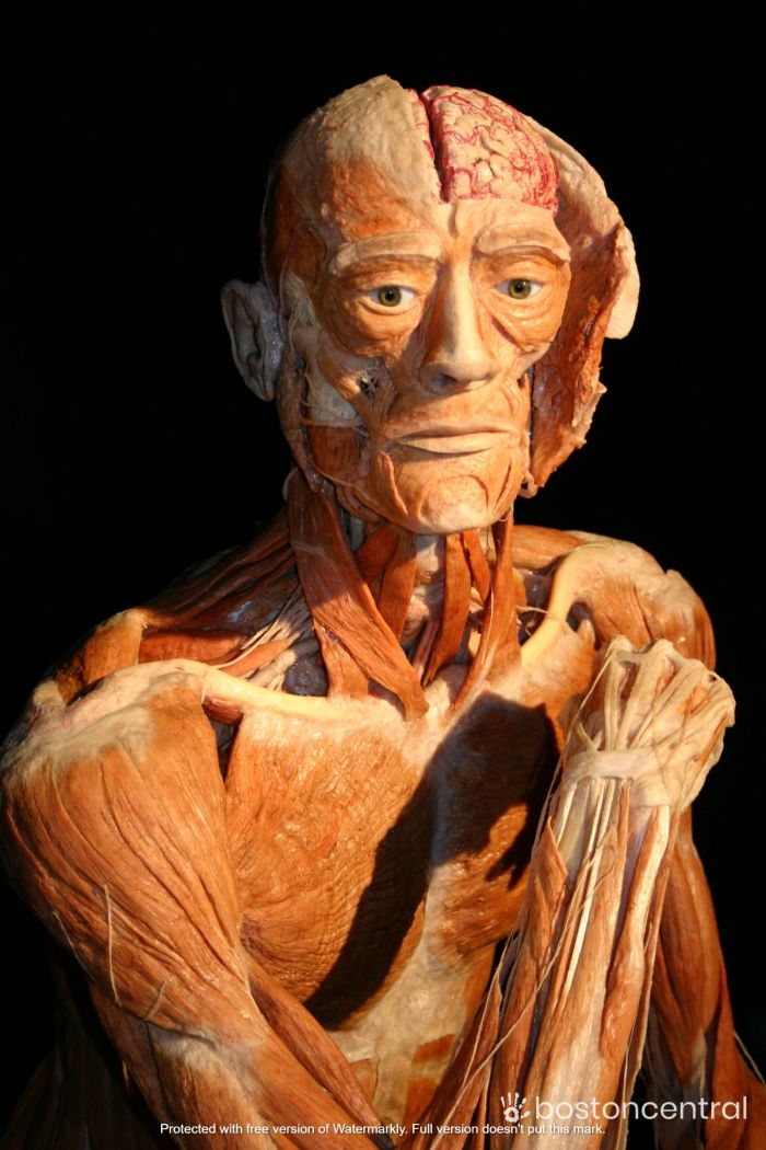 Body Worlds The Cycle of Life Exhibit